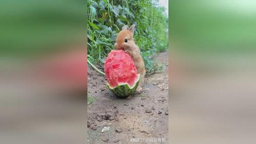 台湾网红小兔子吃瓜视频,揭秘网红幕后生活 第3张 台湾网红小兔子吃瓜视频,揭秘网红幕后生活 第3张